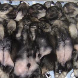Miniature Schnauzer Puppies from Aristos