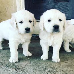 Golden Retriever Puppies from Stage Gulch Goldens