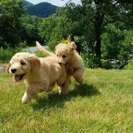Goldendoodle Puppies from Wisconsin Doodle Dog (of La Crosse)