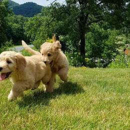Goldendoodle Puppies from Wisconsin Doodle Dog (of La Crosse)