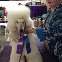 Ch. Avalon's Camelot - Poodle