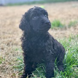 Poodle Puppies from Cosmic Caliber Standard Poodles