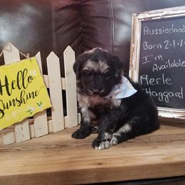 Shichon and Aussiedoodle Puppies from PTK Ranch