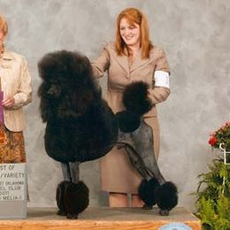 Reilly - Poodle