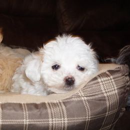 Happy Tail Companions breeder of Havanese