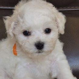 Bichon Frise Puppies from Belamour Bichons