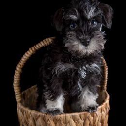 Miniature Schnauzer Puppies from Heavenly Miniature Schnauzers