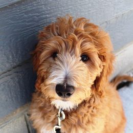HeartSong Homestead breeder of Goldendoodle