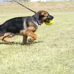 German Shepherd Puppies from Rikah-Haus German Shepherds