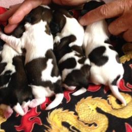 Fantasy Shih Tzu breeder of Shih Tzu