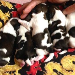 Fantasy Shih Tzu breeder of Shih Tzu