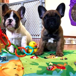 English Bulldog and French Bulldog Puppies from ClayBulldogs