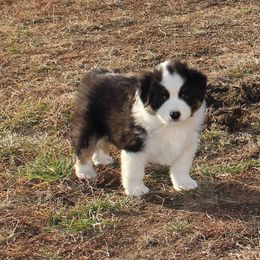 Miniature American Shepherd Puppies from Brunskills Mini Americans