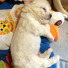  Puppies from Wendan Bichons