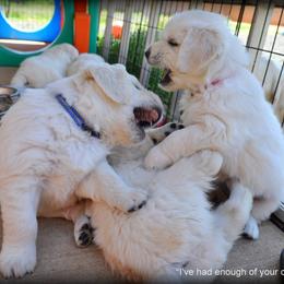 Dewbury Dream Goldens  breeder of Golden Retriever
