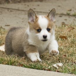 Pembroke Welsh Corgi Puppies from Half Hitch Corgis