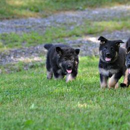 German Shepherd Puppies from Haus Morrisson German Shepherds