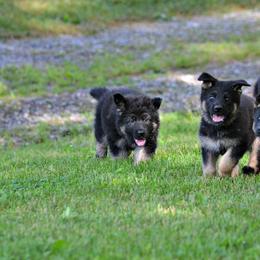 German Shepherd Puppies from Haus Morrisson German Shepherds