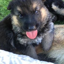 German Shepherd Puppies from Valley Shepherds LLC