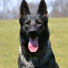 Kuba - German Shepherd