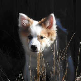 English Cocker Spaniel and Icelandic Sheepdog Puppies from Rocky Bottom