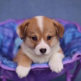 Pembroke Welsh Corgi Puppies from Edgewood Farm