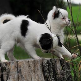 Chihuahua Puppies from Happy Little Chihuahuas