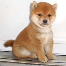 Shiba Inu Puppies from Kawako Shiba Inu