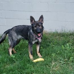 German Shepherd Puppies from Briskhof German Shepherd Dogs