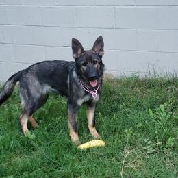 German Shepherd Puppies from Briskhof German Shepherd Dogs