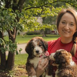 Bernedoodle Puppies from Bernedoodles of the Ozarks