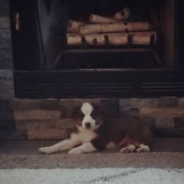 Miniature American Shepherd Puppies from Fruition Farms