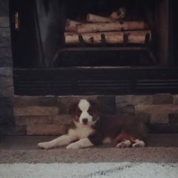 Miniature American Shepherd Puppies from Fruition Farms