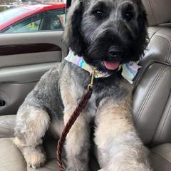 Goldendoodle Puppies from Bear Lake Bearded Retrievers