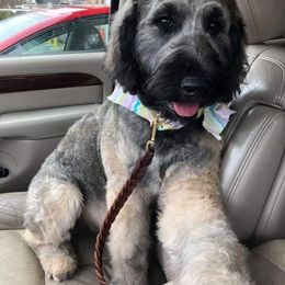 Goldendoodle Puppies from Bear Lake Bearded Retrievers