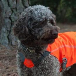 Australian Labradoodle adult dog
