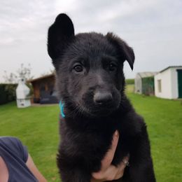 German Shepherd Puppies from Von Gonta Haus German Shepherds