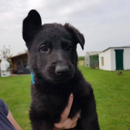 German Shepherd Puppies from Von Gonta Haus German Shepherds