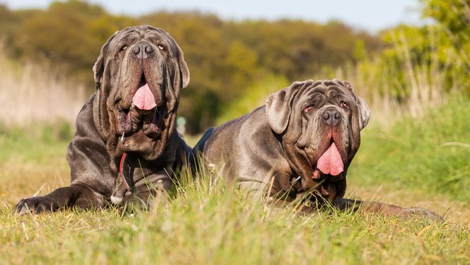 Neapolitan Mastiff