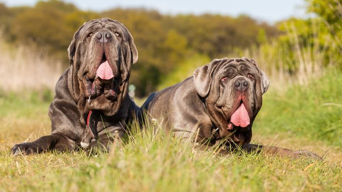 Neapolitan Mastiff
