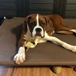 Boxer Puppies from BellRidge Boxers
