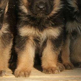 Australian Shepherd Puppies from Waldo German Shepherd Dogs