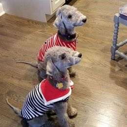 Puppies from Patchwork