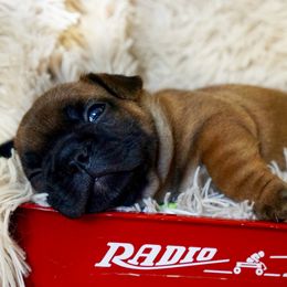 English Bulldog and French Bulldog Puppies from ClayBulldogs