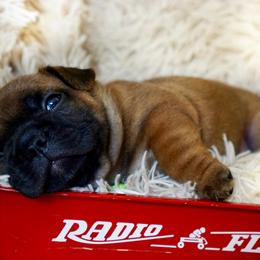 English Bulldog and French Bulldog Puppies from ClayBulldogs