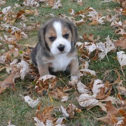 Beagle Puppies from Copper Sky Beagles