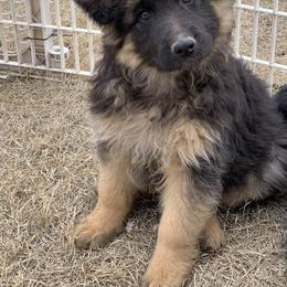 German Shepherd Puppies from Lost Creek German Shepherds LLC