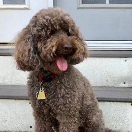 Ruby - Australian Labradoodle