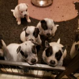 Australian Cattle Dog Puppies from Blue Coyote Ranch