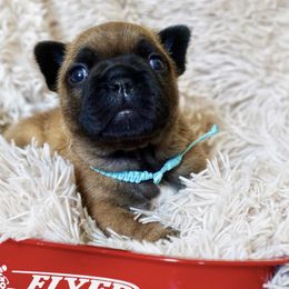 English Bulldog and French Bulldog Puppies from ClayBulldogs